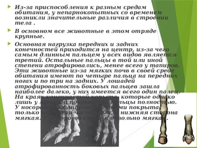 Каковы особенности зубной системы парнокопытных. Строение конечностей непарнокопытных. строение копыта парнокопытных. строение копыта непарнокопытных. отряды парнокопытных и непарнокопытных.