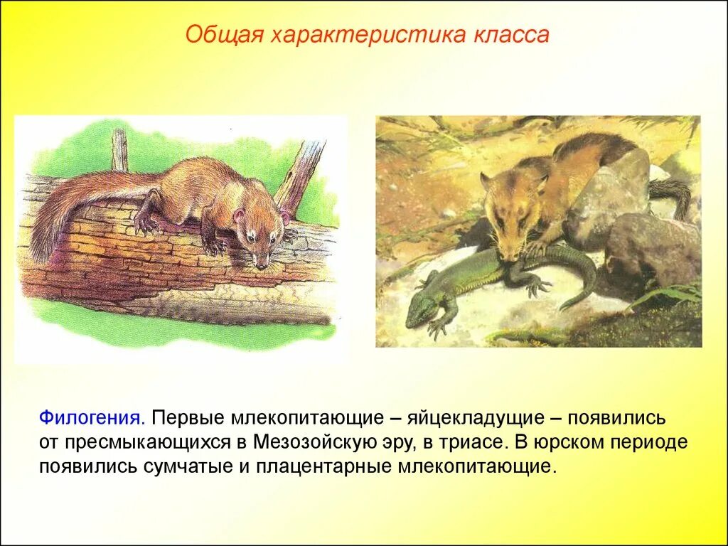 Чем отличается плацентарных млекопитающих от пресмыкающихся. Плацентарные млекопитающие мезозоя. Яйцекладущие млекопитающие триаса. Первые плацентарные млекопитающие. Первые млекопитающие появились.