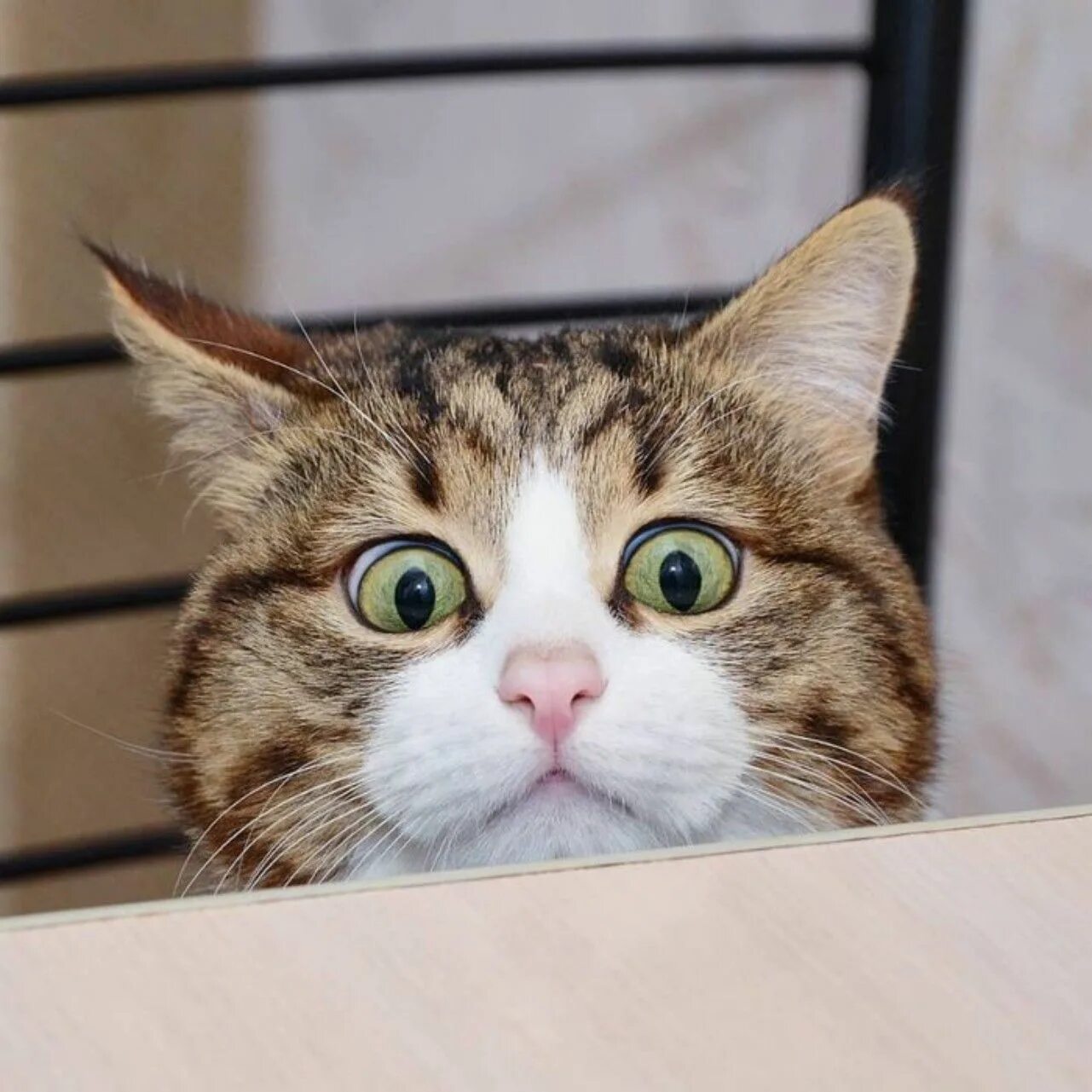 удивил картинки смешные