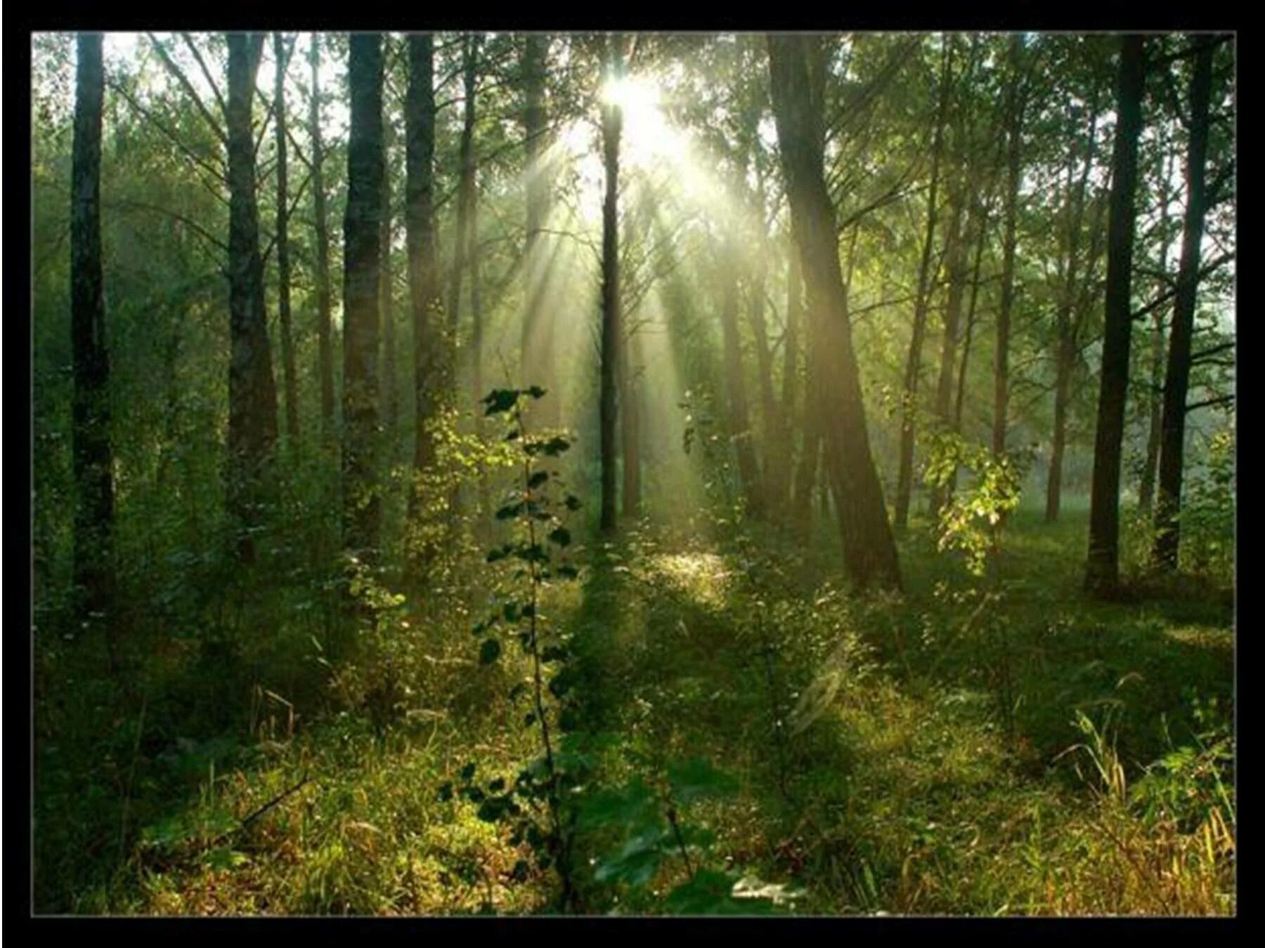 Тихий шепот леса. Звук природы в лесу. Шумный лес. Звук в лесу. Звучание леса