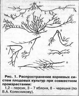 Корневая система жимолости