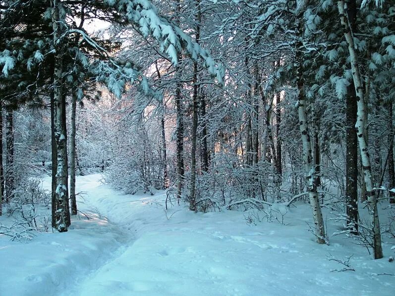 В лесу зимой можно. Лес зимой фото. Лес зимой без людей. Зима улица леса. Холод в лесу.