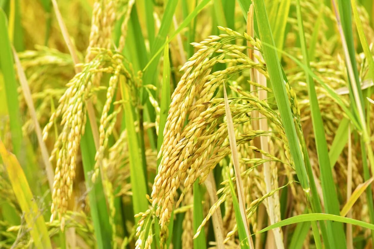 Масло березы и арники. Rice bran oil. Batana oil(elaeis oleifera kemel oil). Масло рисовых отрубей. Oryza sativa oil.