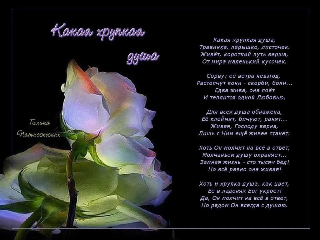 Стихотворение семейное дерево. Красивые стихи. Стих про семейное древо. Стихи про чудесное. Стихи про вечер короткие и красивые.