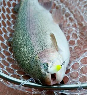 Area trout