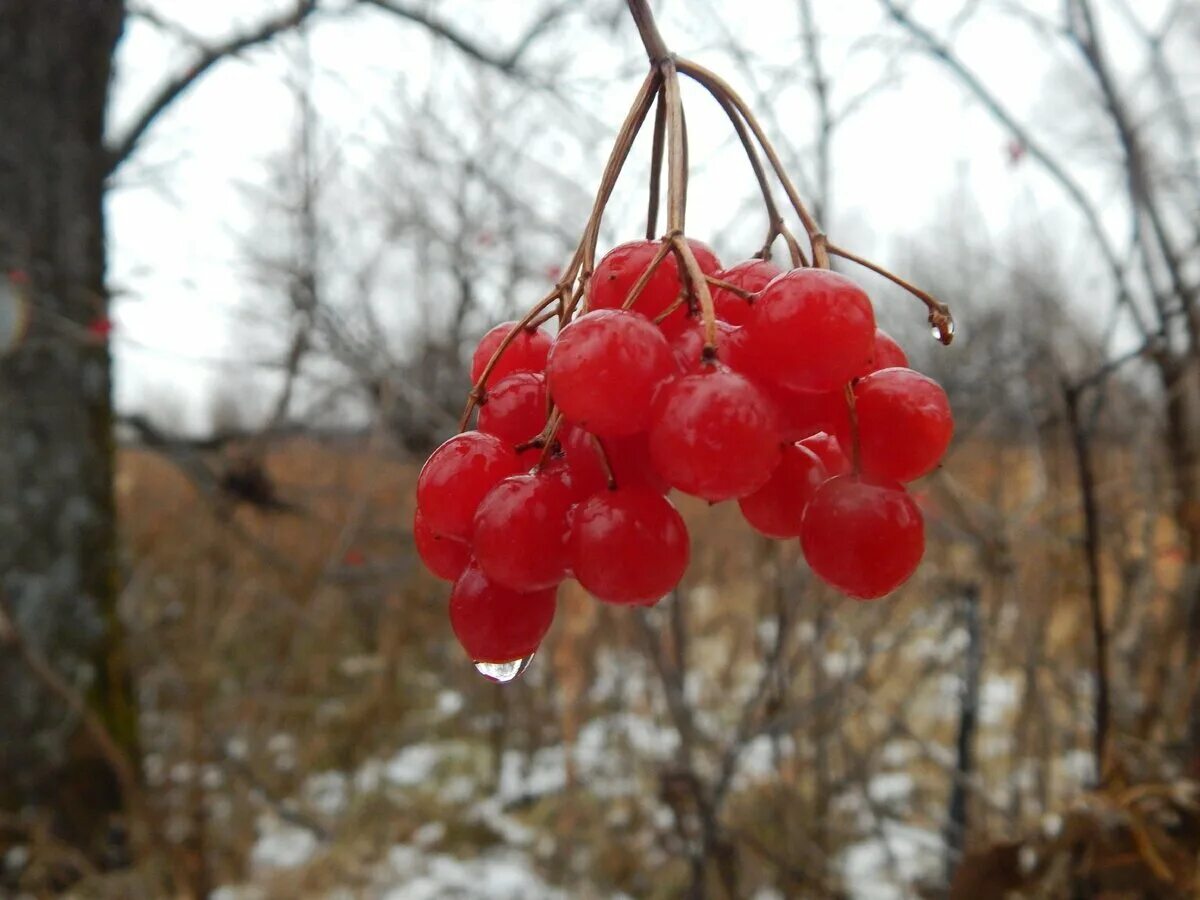 Калина ягода можно ли. Калина обыкновенная ягоды. Калина желтая ягода. Калина ягода можно ли. Калина ягодки.