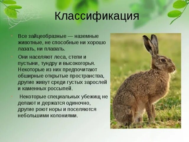 Зайцеобразные сообщение 8 класс. Зайцеобразные сообщение 8 класс