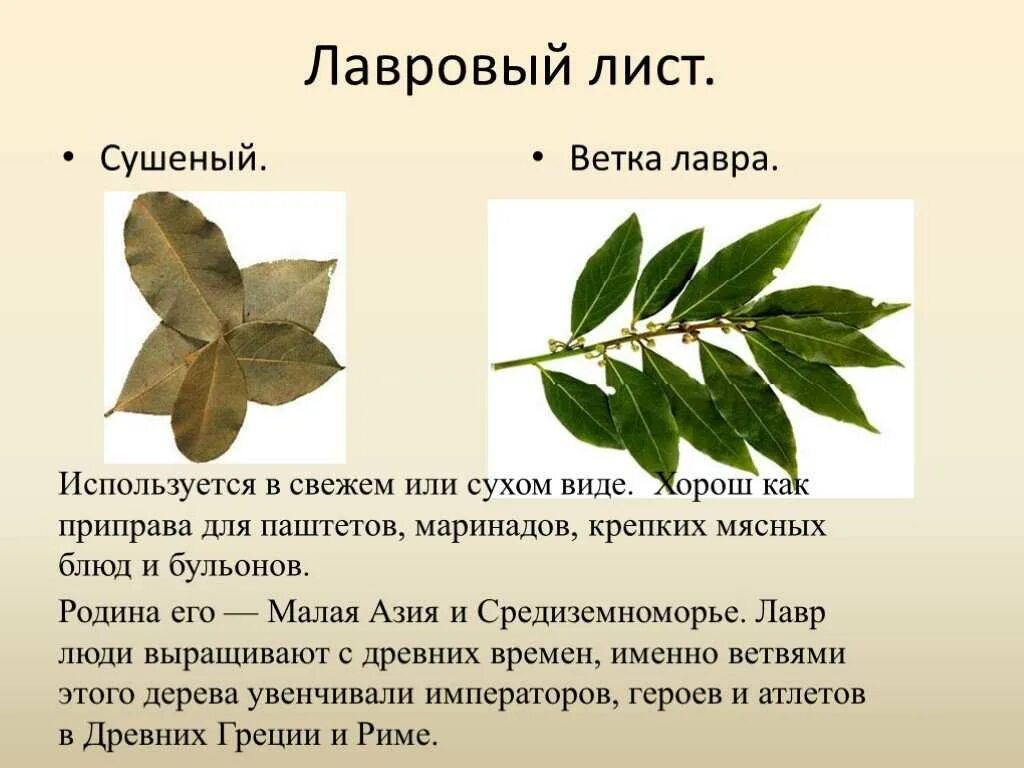 Лавровый лист пол. Лаврушка. Листья лавра благородного. Листья лавра благородного. Лечебные свойства лаврового листа применение.