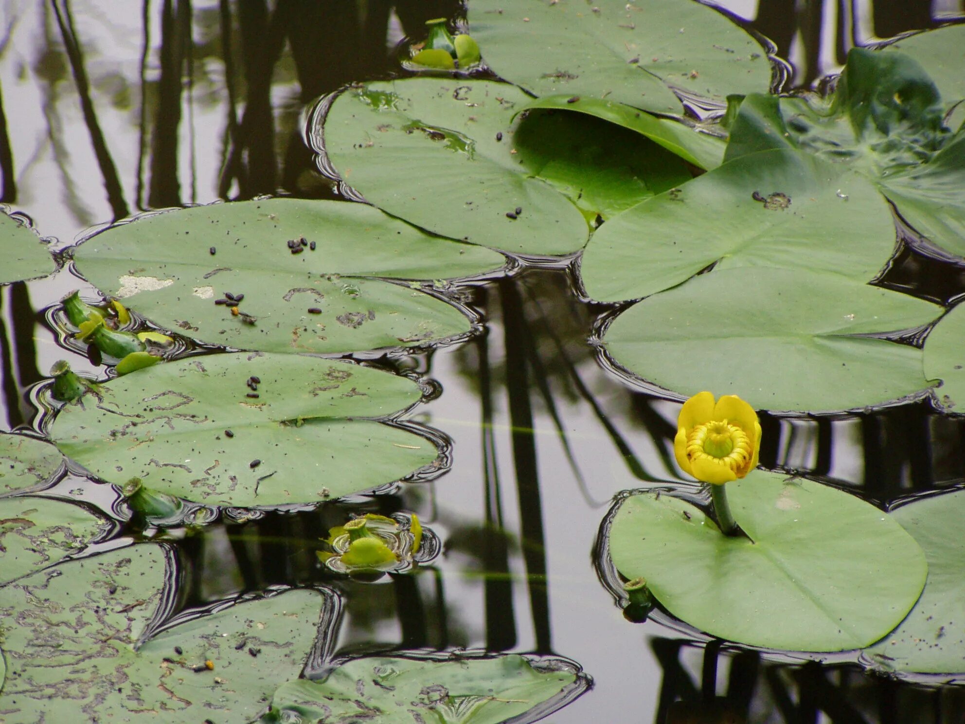 Кубышка (Nuphar). Кубышка японская Nuphar japonica. Кубышка жёлтая. Кубышка малая Nuphar pumila. Кубышка уфа