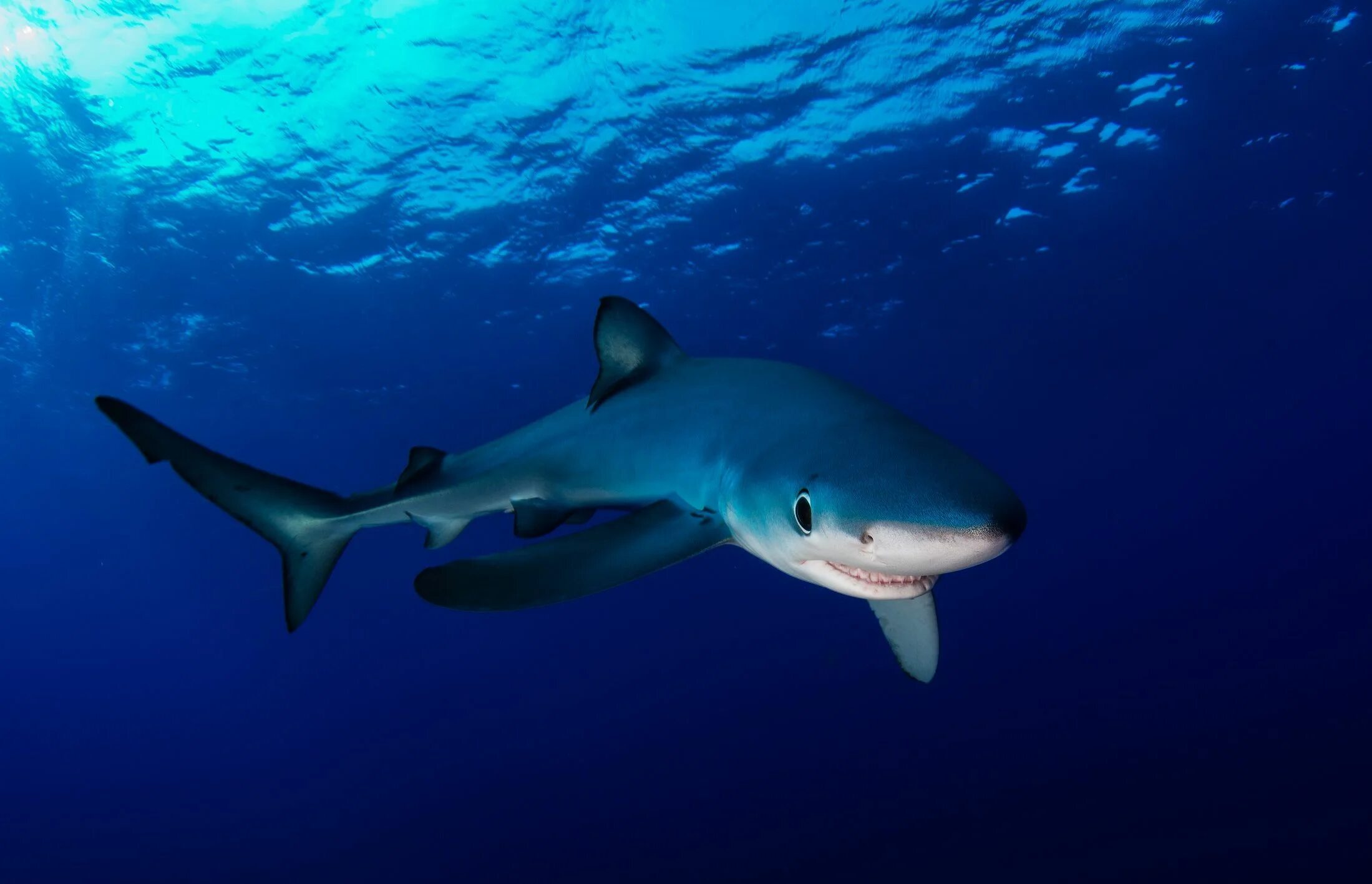 Ocean shark. Серо голубая акула мако. Черноперая рифовая акула. Голубая акула (синяя акула). Prionace glauca.