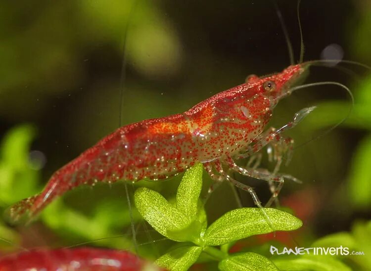 Креветка вишня - ред черри. Креветка неокардина вишня. Креветка вишня Red Cherry Shrimp. Креветки неокардины черри.