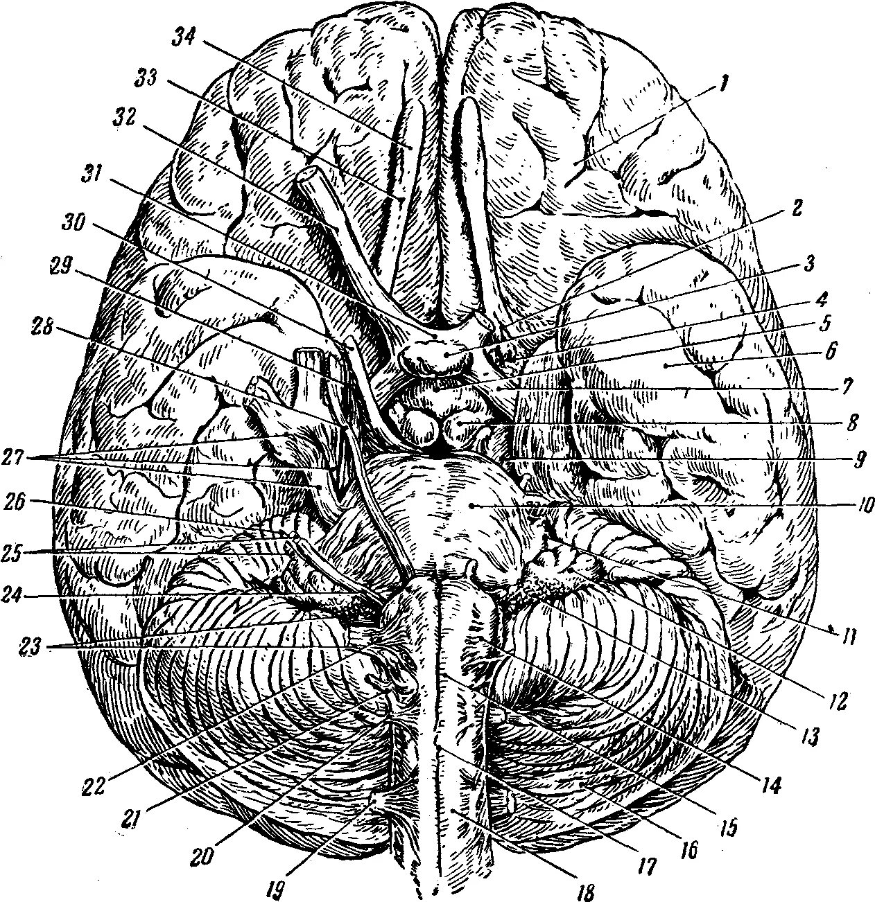 Основание головного мозга и места выхода Корешков черепных нервов. Строение головного мозга снизу. Головной мозг вид снизу анатомия. Выход Корешков 12 пар черепных нервов на основание мозга. Мозг снизу