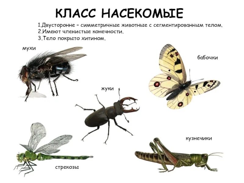 Признаки сегментированных животных