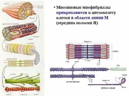 Основные белки миофибрилл