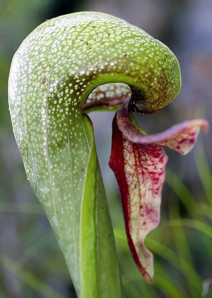Растения хищники дарлингтония калифорнийская. Фракталы в природе. Алоэ филлотаксис. Венерина мухоловка. Дарлингтония калифорнийская.