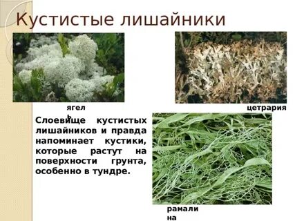 К каким лишайникам относится