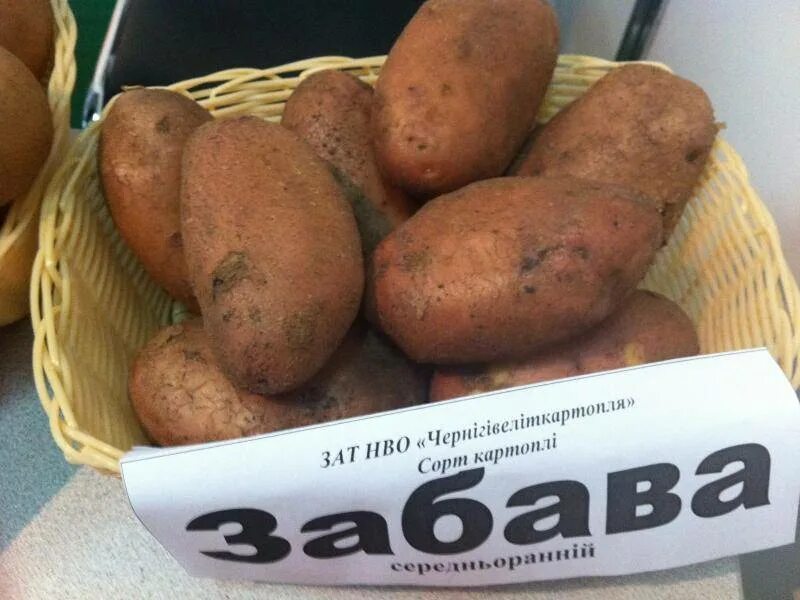 Картофель сорт родриго отзывы. Картофель сорт родриго. картофель сорта &quot;бородянский розовый&quot;. сорта картофеля родриго и королева анна. картофель сорт родриго характеристики.