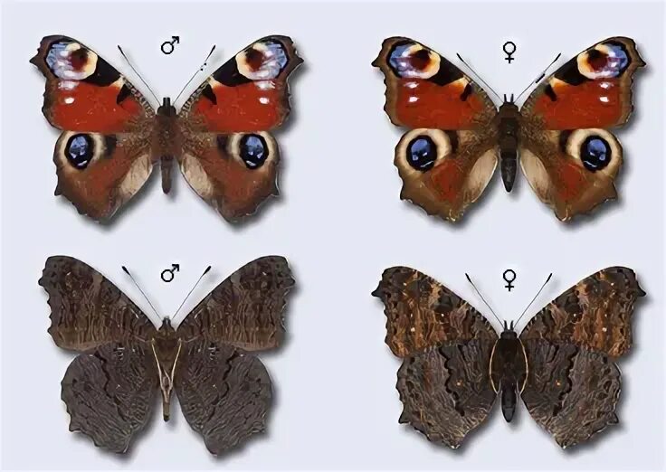 Пол у самок бабочки. Бабочка павлиний глаз самка и самец. Павлиний глаз (бабочка). Самки и самцы мотыльков. Самка или самец бабочки павлиний глаз.