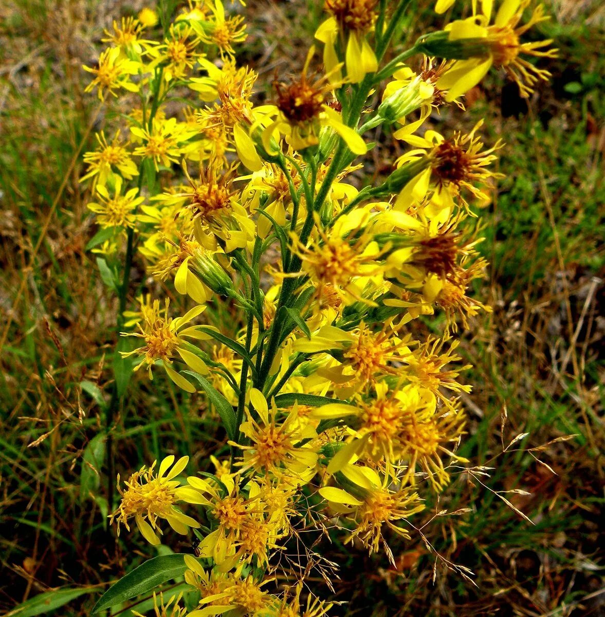 Желтый цветок в сибири 5. Желтый цветок в сибири 5. Калужница цветок. Калужница болотная цветок. Адонис сибирский, горицвет, стародубка.