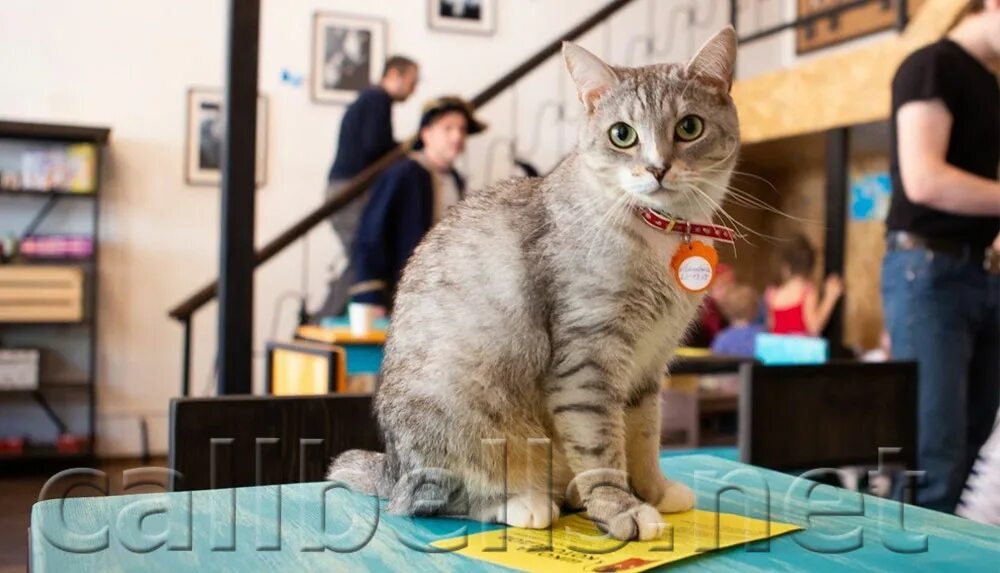 Котокафе москва меню
