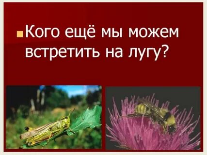 Где живет где растет