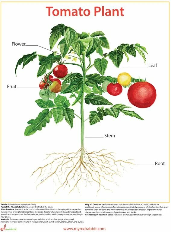 Части растения томат. Томат строение растения. Томато плантс. Строение цветка помидора. Tomatoes транскрипция