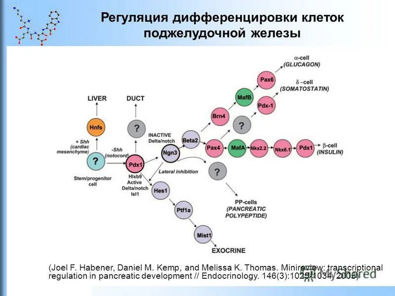 Этапы дифференцировки т лимфоцитов иммунология. Дифференцировка запаха. Дифференцировка эритроцитов гистология. Дифференциация стволовых клеток. Дифференцировка запаха.