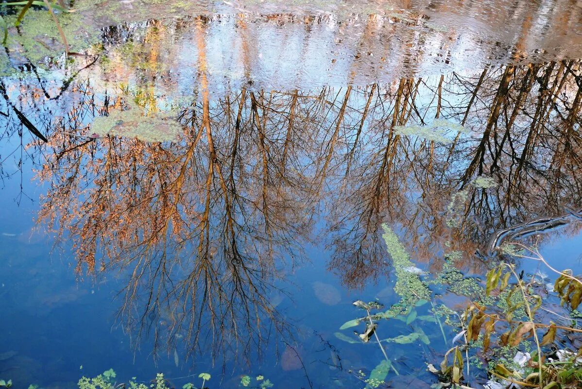Увидев свое отражение в реке рассвирепев животное. Отражение деревьев в воде. вода на разлив. отражение в воде.