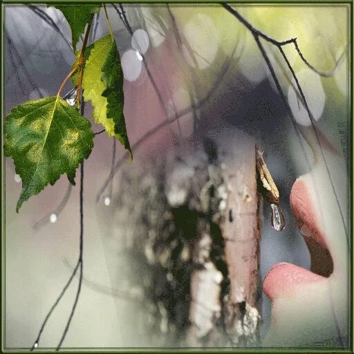 Песня белые слезы берез. Песня белые слезы берез. Песня белые слезы берез. Девушка березка. Оксана кимаковская.