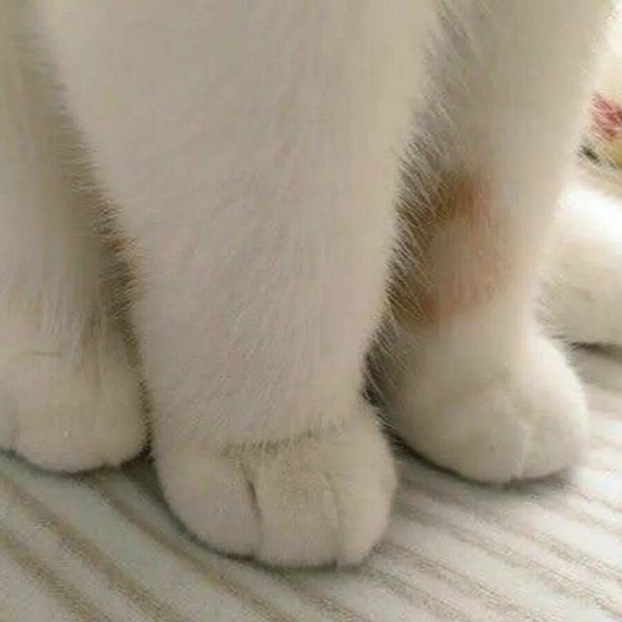 Лапки кисы. Лапки кошки. кошачья лапа. ножки котика. мохнатые лапки.