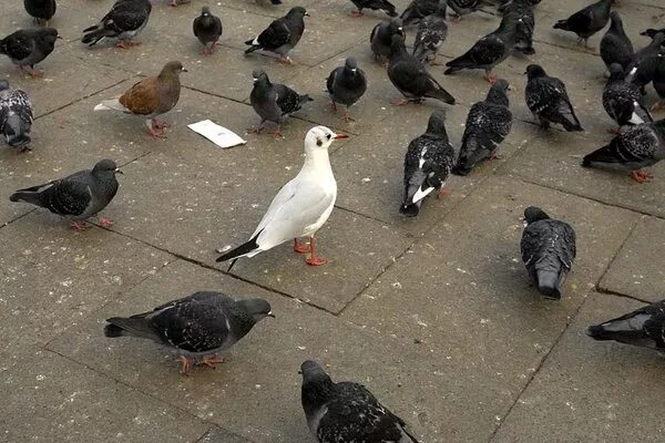 голубь белый надувной. белая голубка. белые вороны. среди белых голубей. белая ворона в стае.