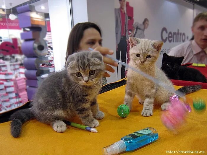 Розетки для выставки кошек. Международная выставка кошек недовольный кот. Выставка кошек сызрань тц монгора. Кошачья выставка. Выставка кошек пермь пермская ярмарка.