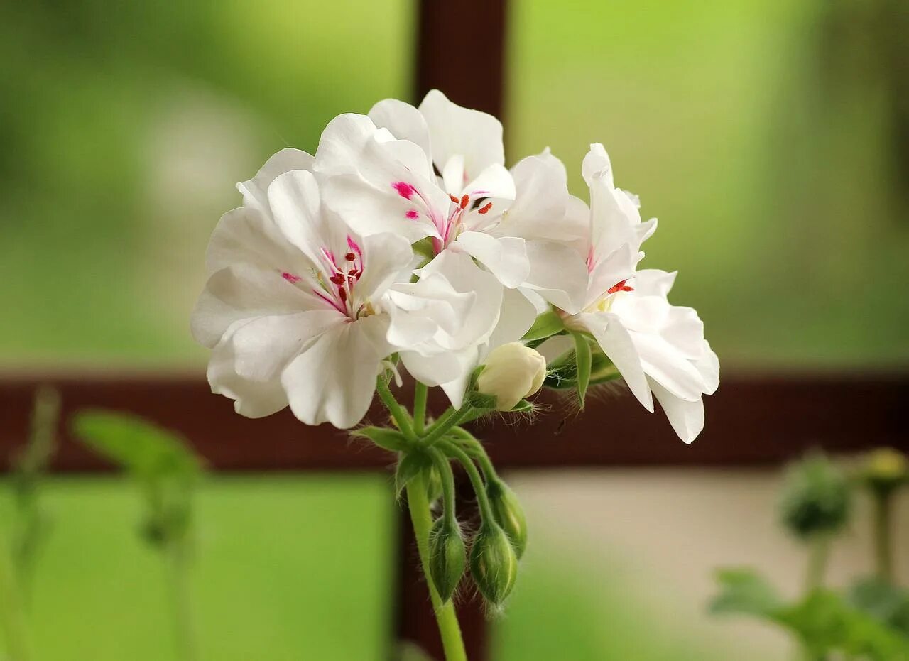 Canadian Pink and White пеларгония. Пеларгония Соллери. Пеларгония Атлантик Вайт. Eras Patricia пеларгония.