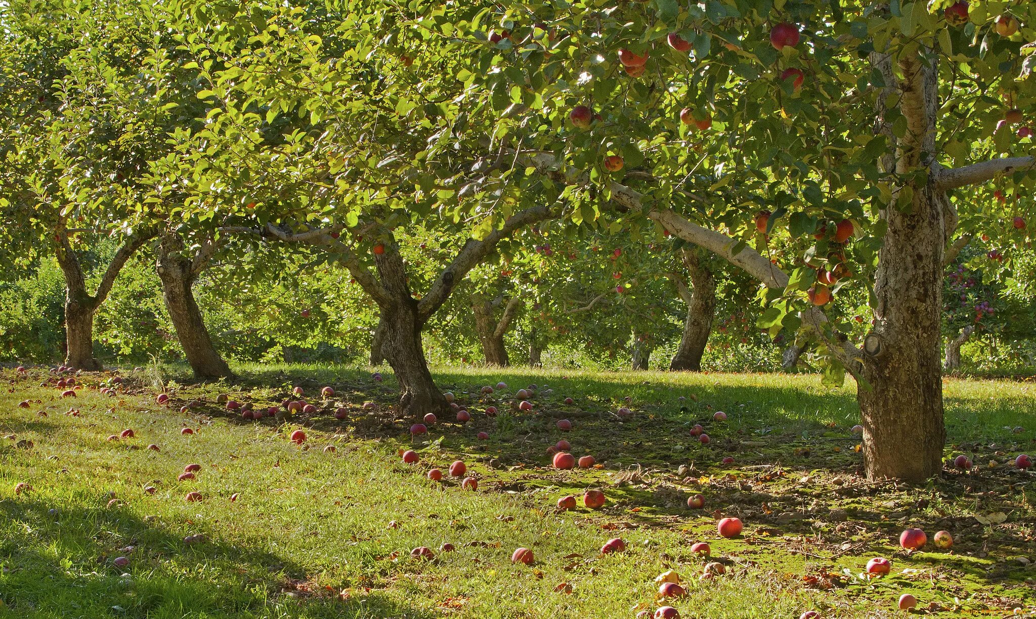 Яблоки под яблоней. Яблочные плантации Нормандии. Яблоневый сад. Ясная Поляна плодовые сады. Парк Коломенское Яблоневый сад.