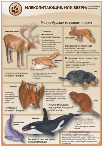 Млекопитающие животные примеры названия. Виды млекопитающих. Млекопитающие названия. Млекопитающие звери. Разнообразие млекопитающих или зверей.