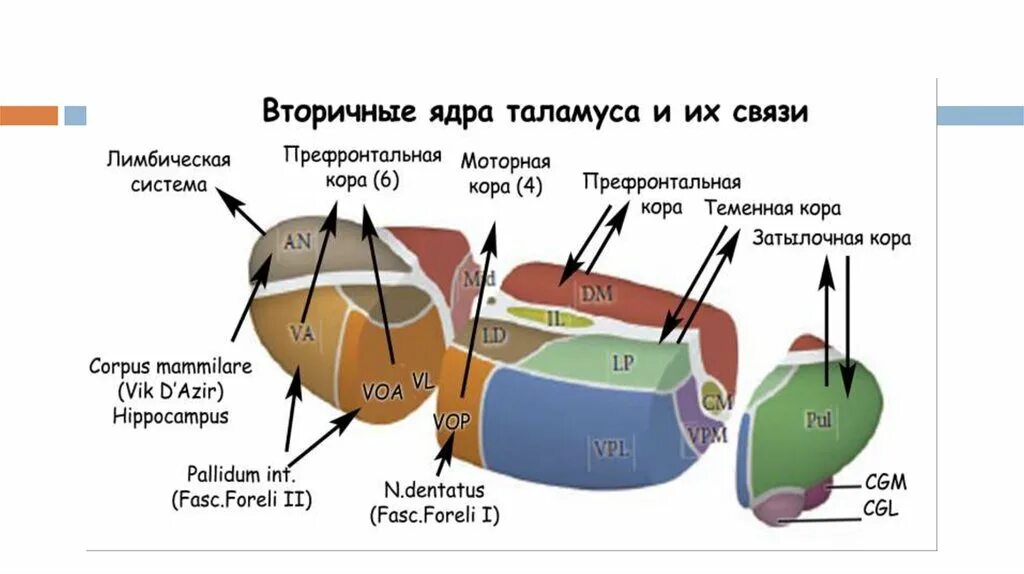 Связи таламуса. Таламус строение ядра. Специфические ядра таламуса функции. Связи таламуса. Передние ядра таламуса функции.
