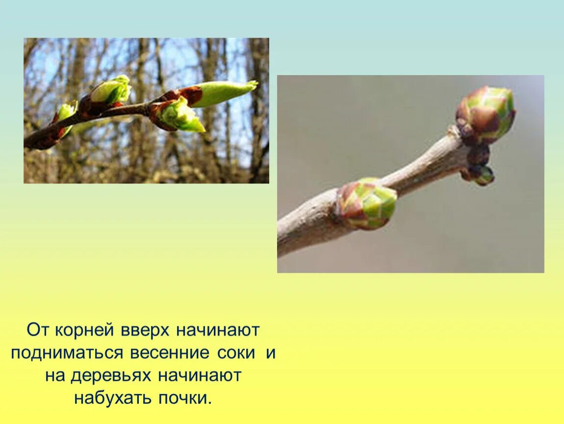 Почки какие набухающие. Почки на деревьях весной. набухают почки на деревьях. распускаются почки на деревьях. почки на деревьях для детей.