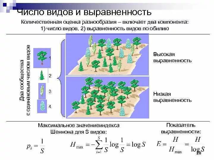 Количество видового разнообразия. Вертикальная структура биоценоза. Выравненность видов. Разнообразие оценок. Как оценить видовое разнообразие.