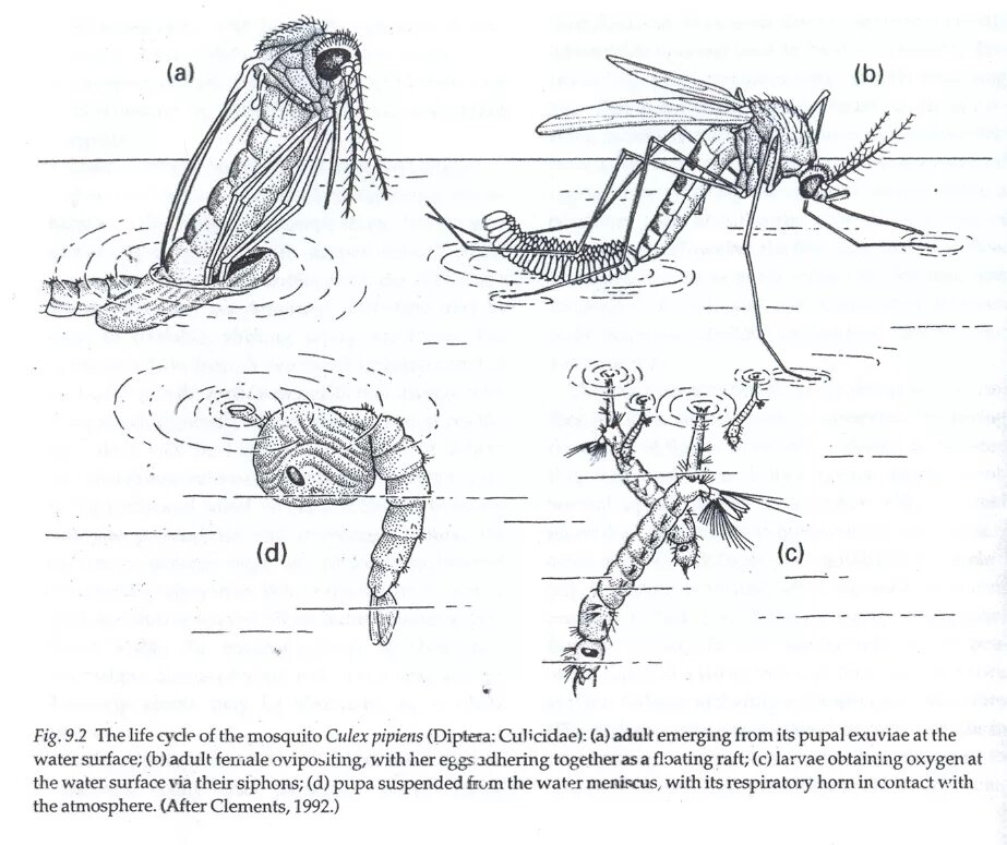 Строение личинки комара анофелес. Жизненный цикл комара Culex. Личинка комара Culex строение. Цикл комара рода анофелес.