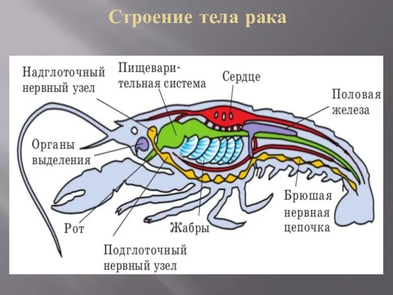 Рак часть тела отвечающая за защиту