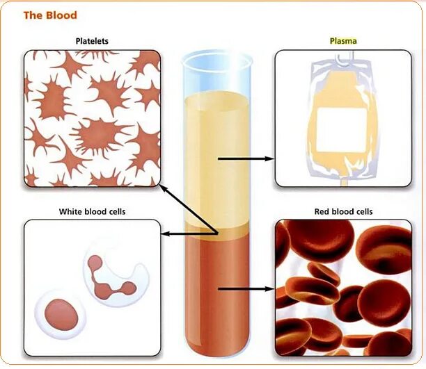 Blood Composition. Blood Plasma Composition. Blood components. Плазма крови. Т4 сыворотка крови