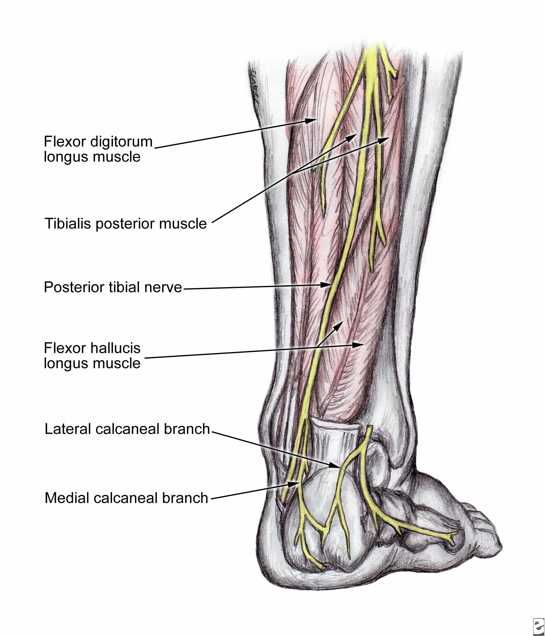 N suralis. N Tibialis анатомия. Икроножный нерв анатомия. N Tibialis n suralis анатомия. Nervus suralis анатомия нерва.