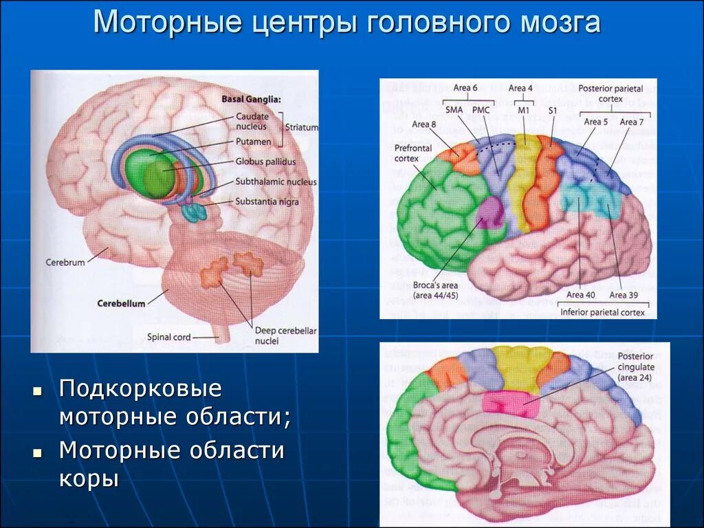 Подкорковые поражения мозга. Двигательные центры коры головного мозга. Корковые и подкорковые отделы головного мозга. Моторные центры головного мозга.