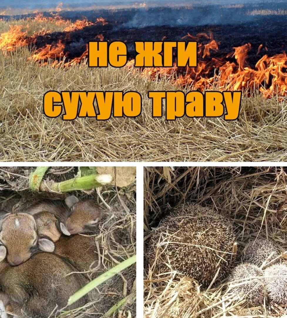 Не жгите сухую траву. Не жгите сухую траву еще спят. Не жгите сухую траву- Зайчата. Не жгите сухую траву еще спят первые Зайчата.