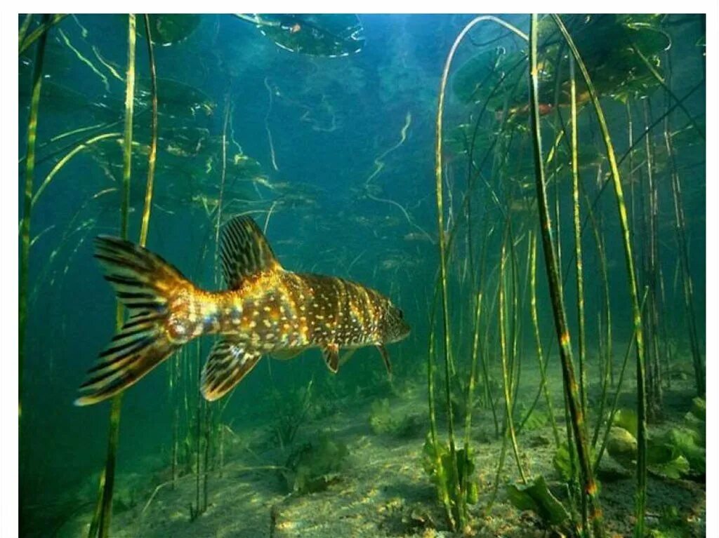 Карась среда обитания водная