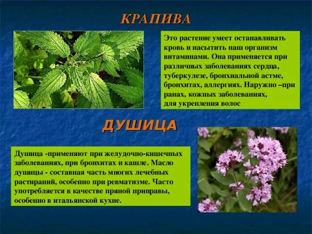 Растение города сообщение