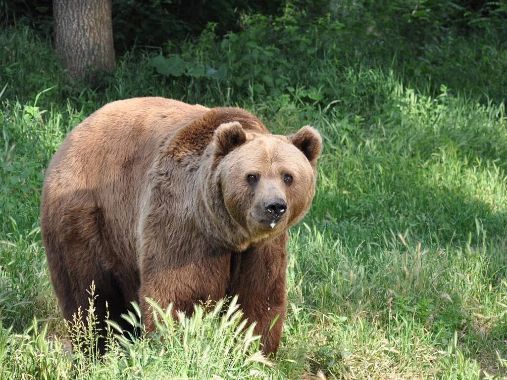 В африке живут медведи. Бурый медведь (Ursus arctos). Бурый медведь Таганай. Бурый медведь в Челябинской области. Таганай национальный парк бурый медведь.