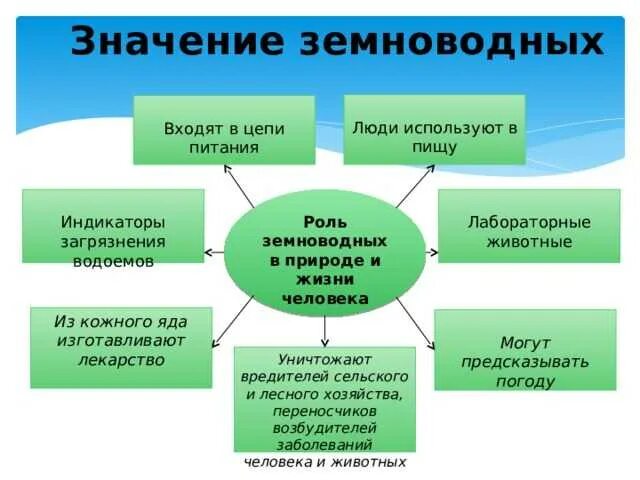 Сообщение значение земноводных в природе. Значение земноводных. значение земноводных в природе и жизни человека. значение земноводных в природе. значение земноводных для человека.