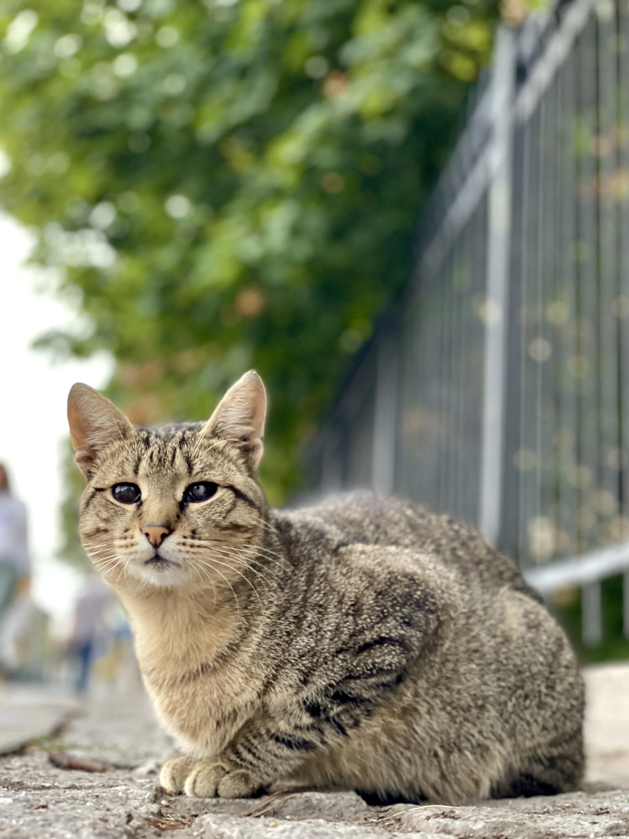 Уличные кошки купить. Уличная кошка. Коты на улице. Уличные кошки породы. Красивые уличные кошки.
