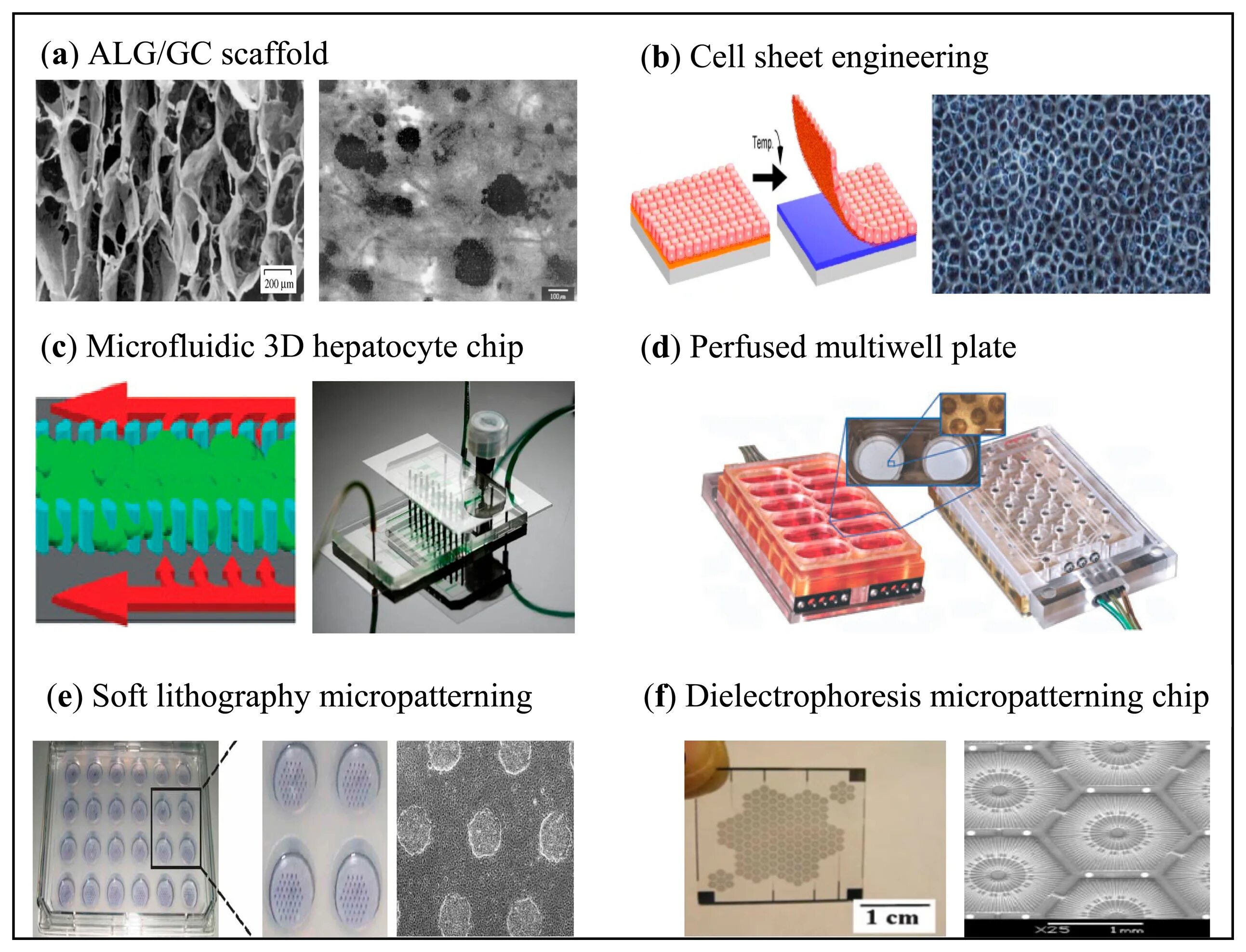 Sheets cells